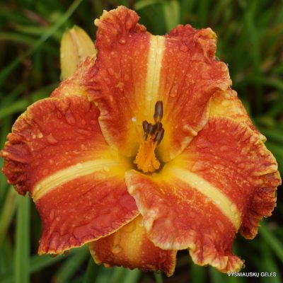 Daylily 'Butter Pecan' (2)