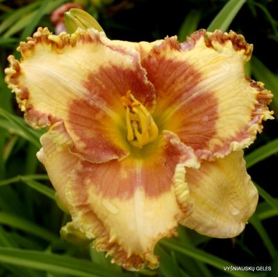 Daylily 'Continental Holiday'