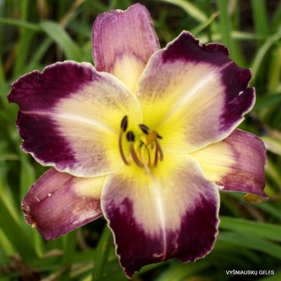 Daylily ‘Cyber Dragon’