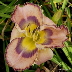 Daylily 'Dust and Gravity'