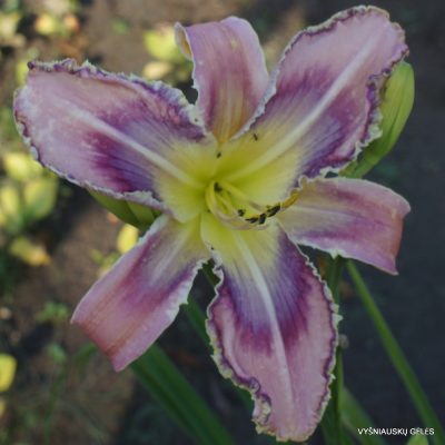 Daylily ‘Entwined in the Vine’