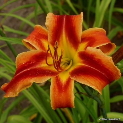 Daylily ‘Heavenly Fire and Ice’