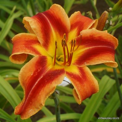 Daylily 'Heavenly Fire and Ice' (2)