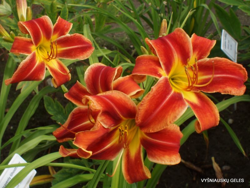 Daylily 'Heavenly Fire and Ice' (3)