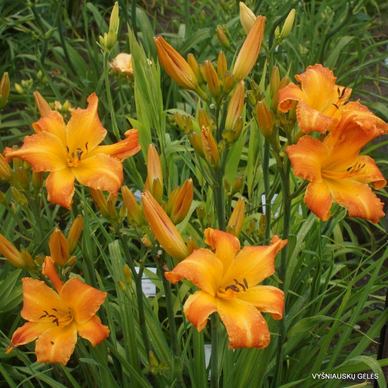 Daylily 'Highland Pinched Fingers' (2)