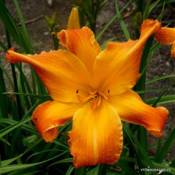 Daylily 'Highland Pinched Fingers'