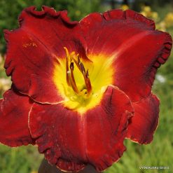 Daylily 'Mississippi Red Bed Beauty'