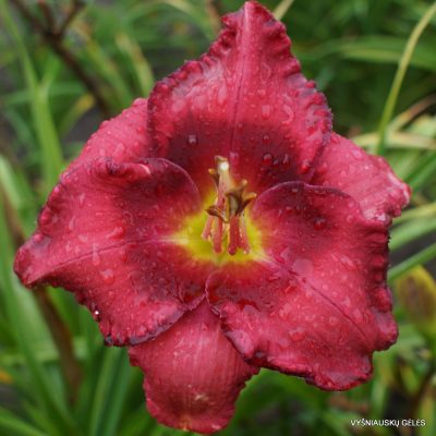 Daylily 'New Covenant'