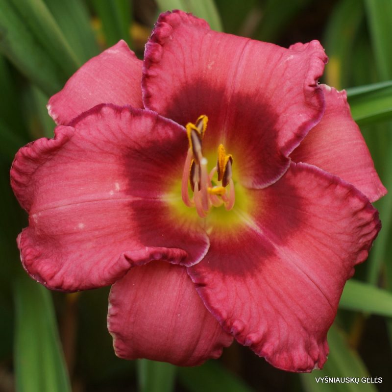 Daylily 'New Covenant' (2)