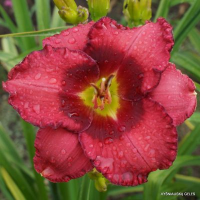 Daylily ‘New Covenant’