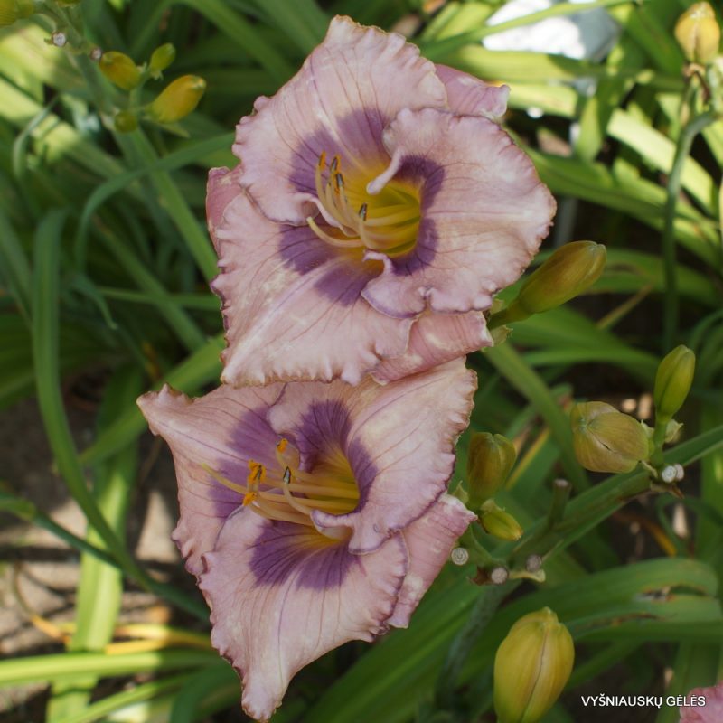 Daylily 'Orchid Elegance' (2)