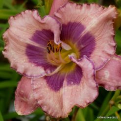 Daylily 'Orchid Elegance'