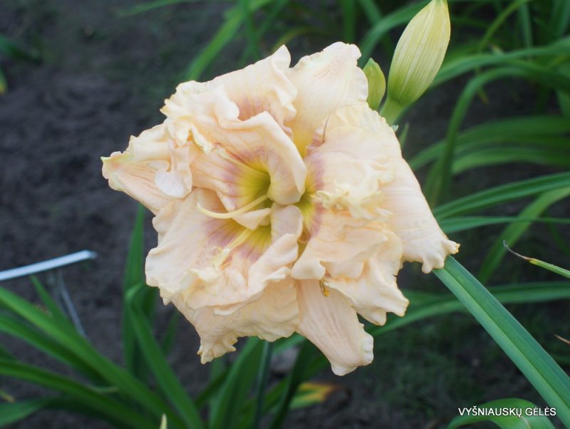 Daylily 'Our Friend Alice Tanner' (2)
