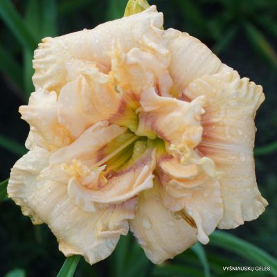 Daylily 'Our Friend Alice Tanner'
