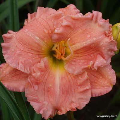 Daylily 'Our Friend Olin'
