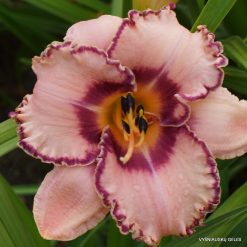 Daylily 'Prickled Petals'