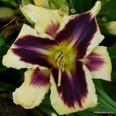 Daylily ‘Ptolemee’