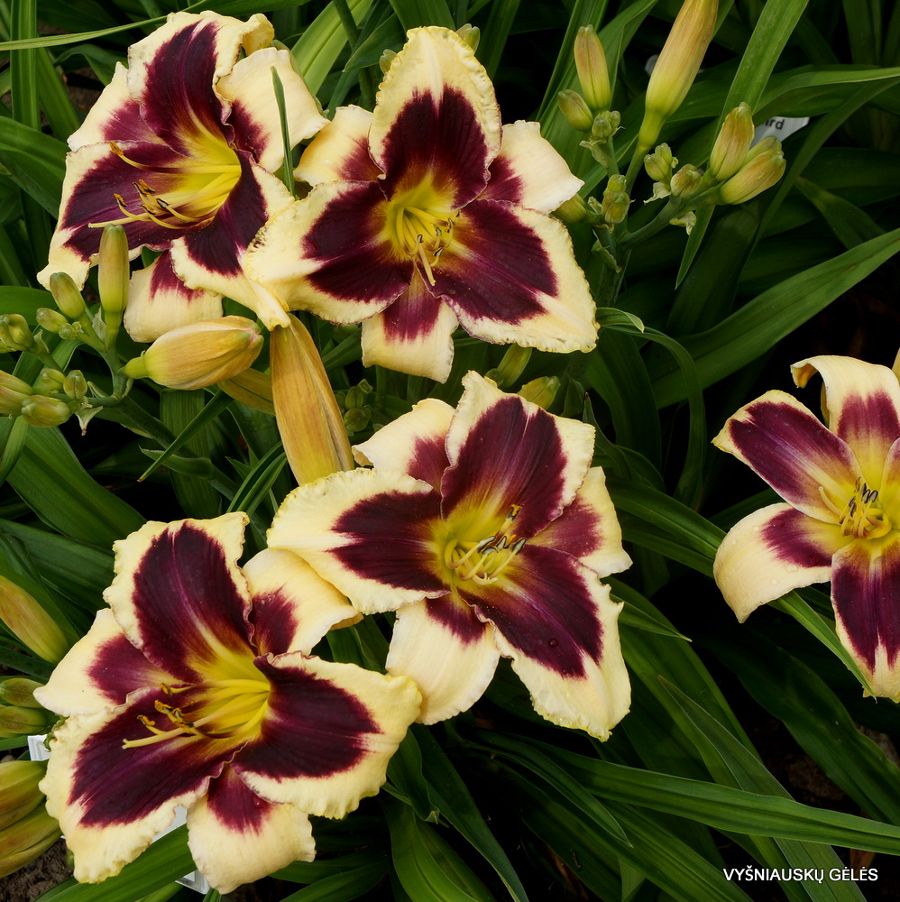 Daylily 'Ptolemee' (2)