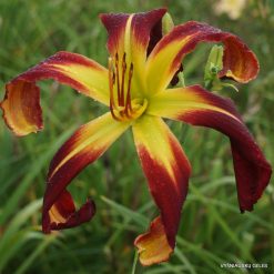 Daylily 'Red Viper'