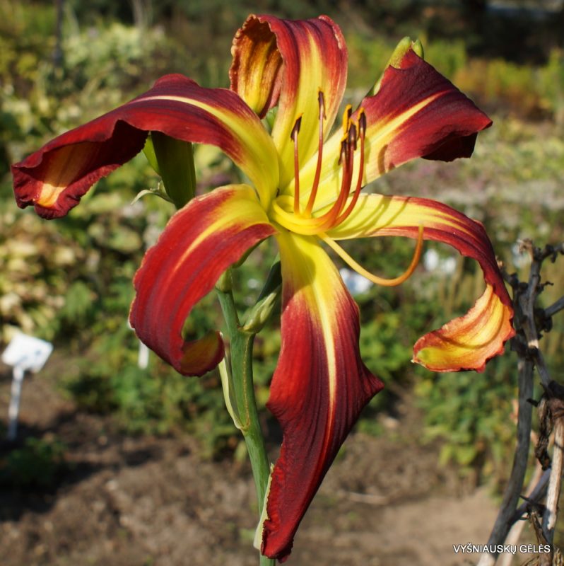 Daylily 'Red Viper' (2)