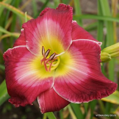 Daylily ‘Rosy Complexion’