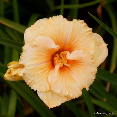 Daylily ‘Spacecoast Tiny Perfection’