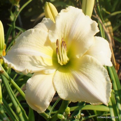 Daylily 'Spacecoast White Out' (2)