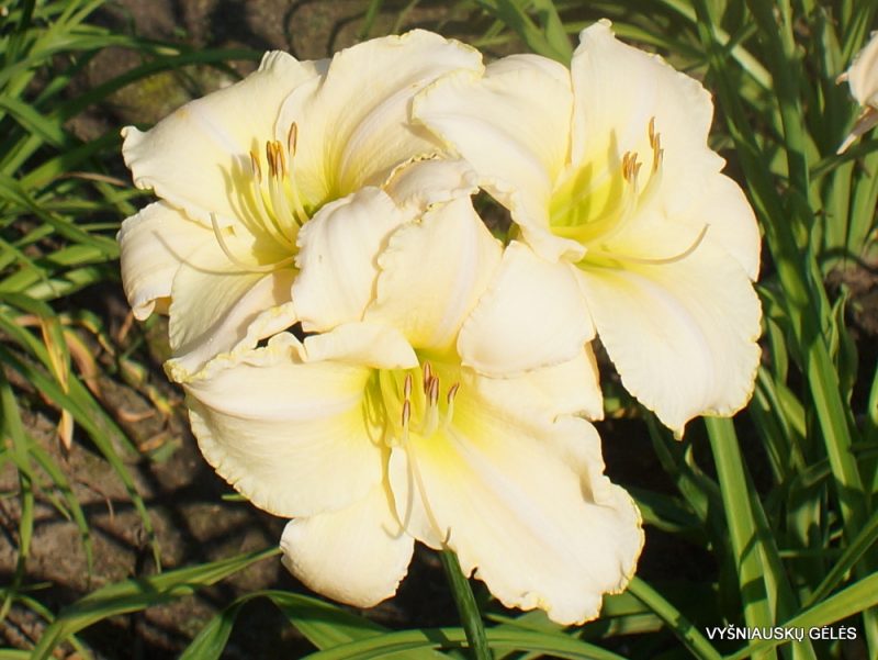 Daylily 'Spacecoast White Out' (3)