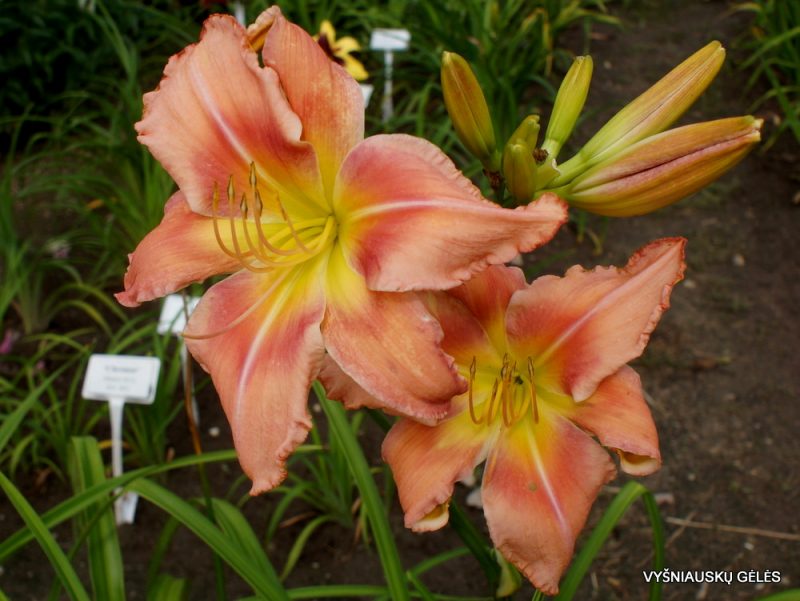 Daylily 'Too Sexy for You' (2)