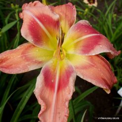Daylily 'Too Sexy for You'