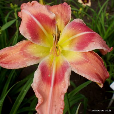 Daylily ‘Too Sexy for You’