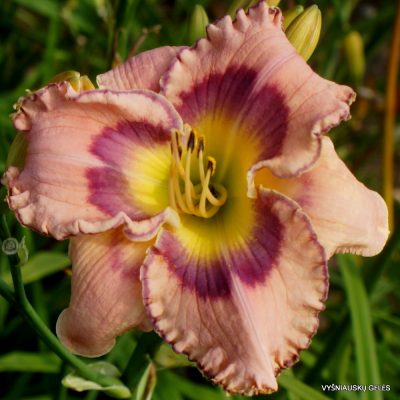 Daylily 'Total Commitment'