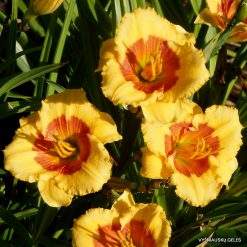 Daylily 'Touch of Heart'