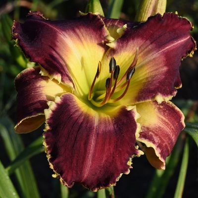 Daylily ‘Wolf in Sheep‘s Clothing’