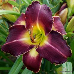 Daylily 'Wolf in Sheep‘s Clothing'