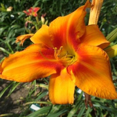 'Heavenly Jet Fire'