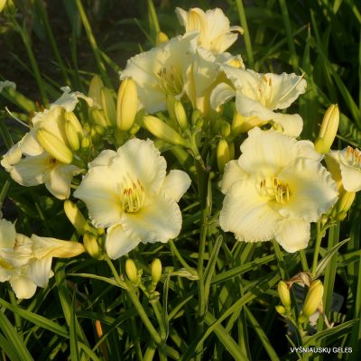 Hemerocallis 'Brilliant Bouquet'