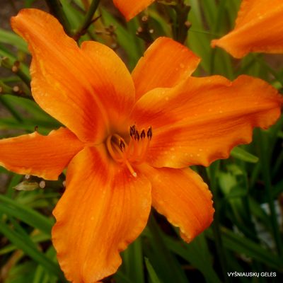 Hemerocallis ‘Orange Splash’