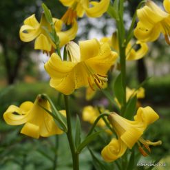 Lilium monodelphum