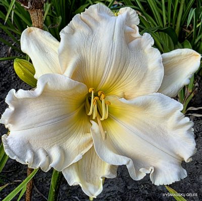'Snowflake Empress'