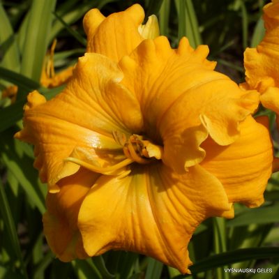 daylily ‘Cheddar Ruffles’