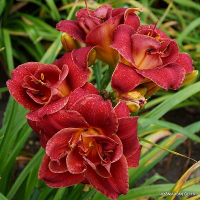 daylily ‘Layers of Love’