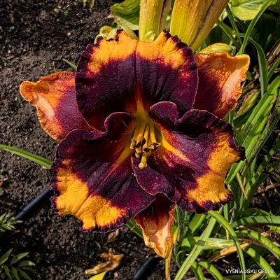 daylily ‘Spacecoast Little Big Eye’ (2)