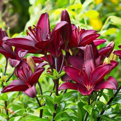 lily 'Choco'