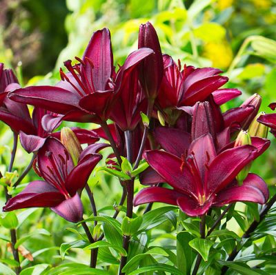 lily ‘Choco’
