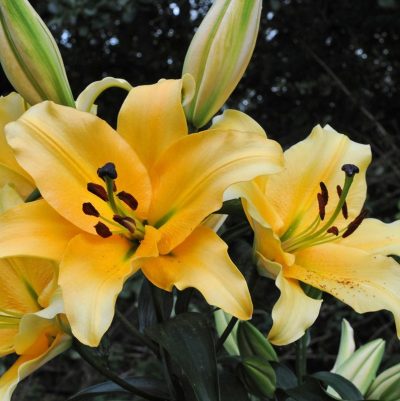 lily ‘Corcovado’