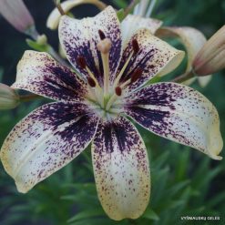 lily 'Look at Me'