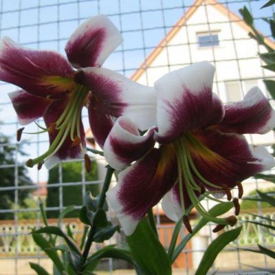 lily ‘Miss Lily’