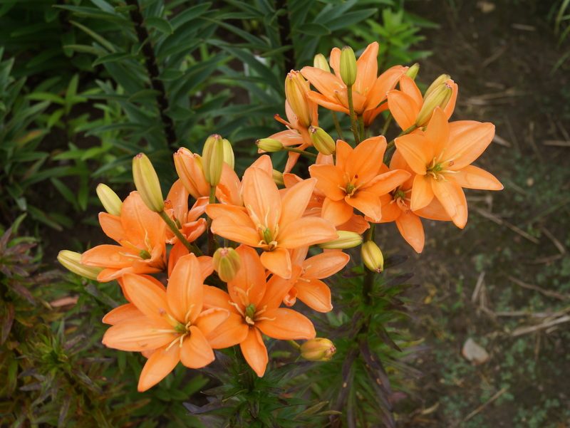 lily 'Orange Crote' (2)