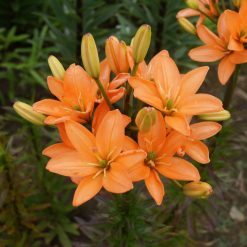 lily 'Orange Crote'